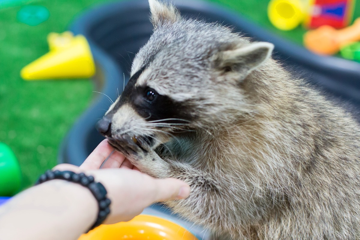 person feeding friendly raccoon