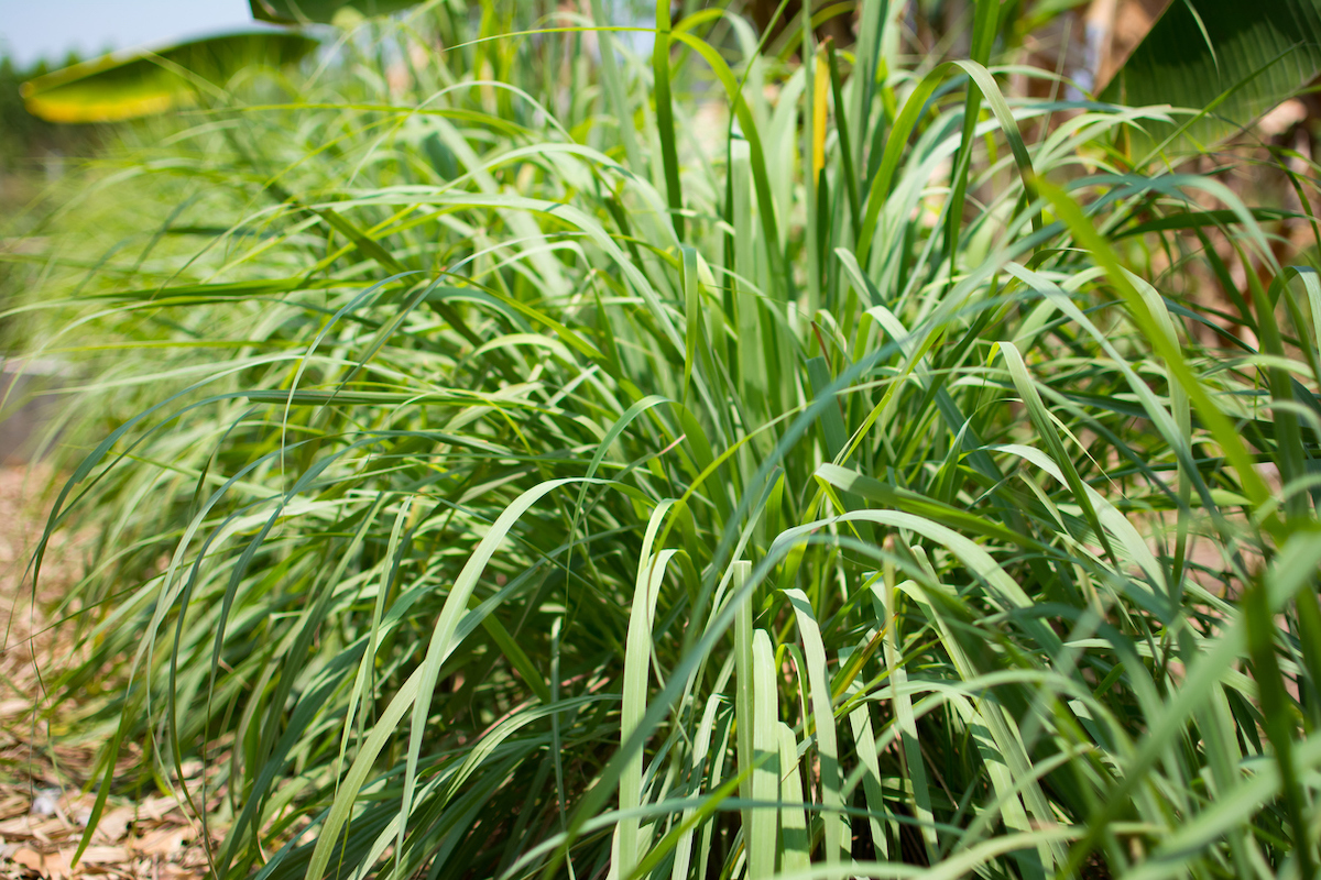 Lemongrass plant