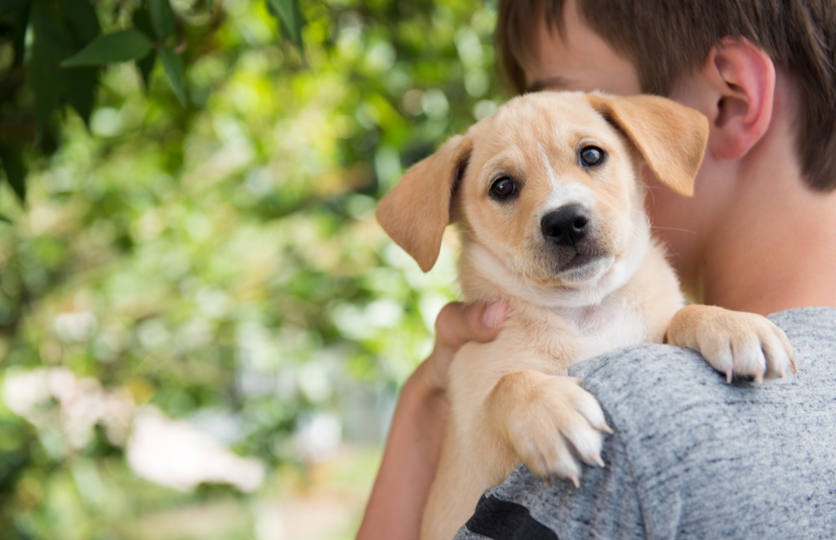 Boy holding a puppy