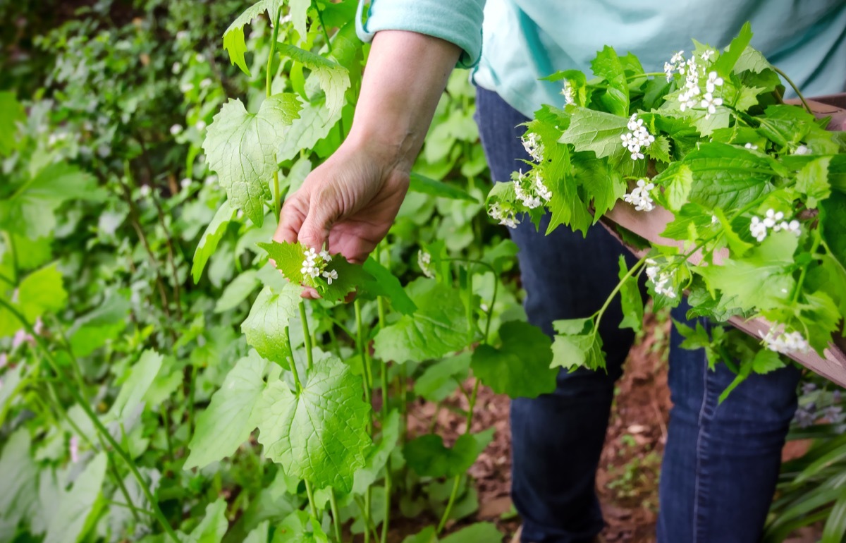 woman pulling invasive garlic mustard plants