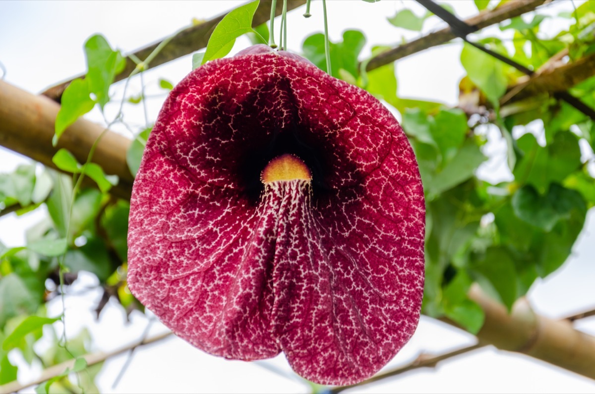 a close up of a big purple flower