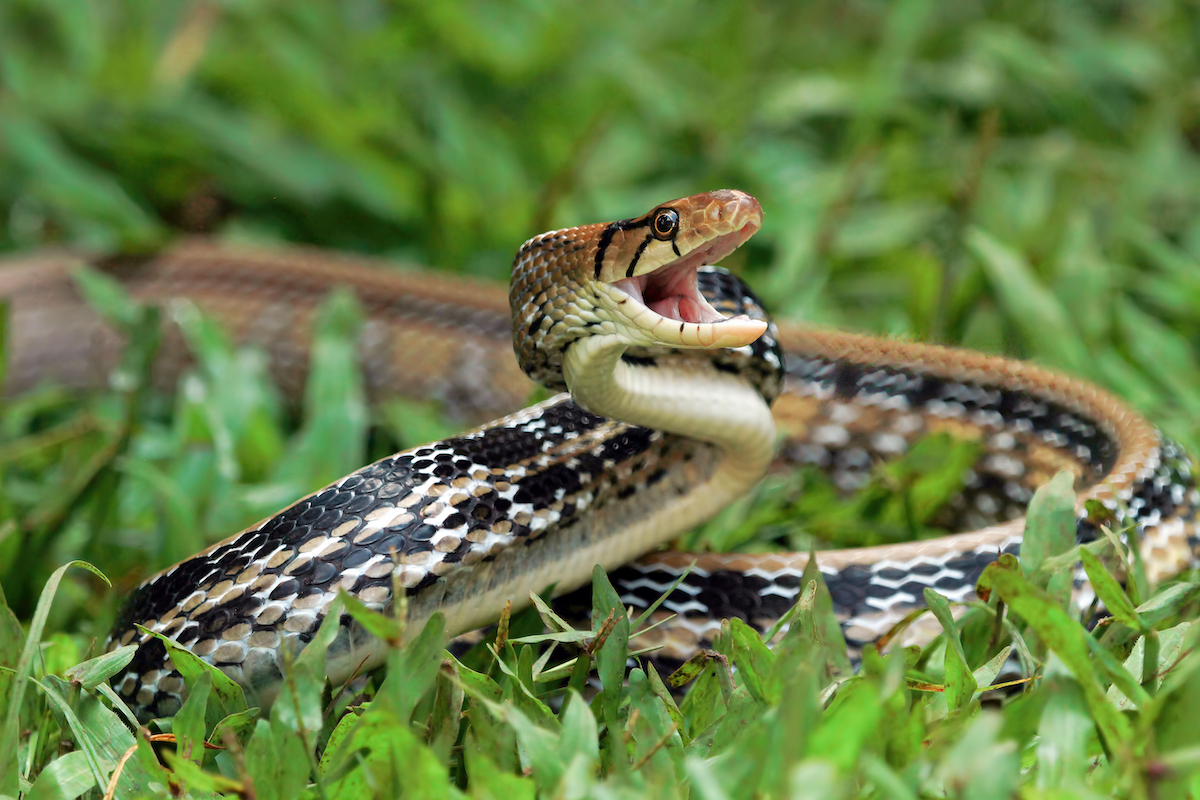 Copper-headed Trinket Snake ready to attack in the grass