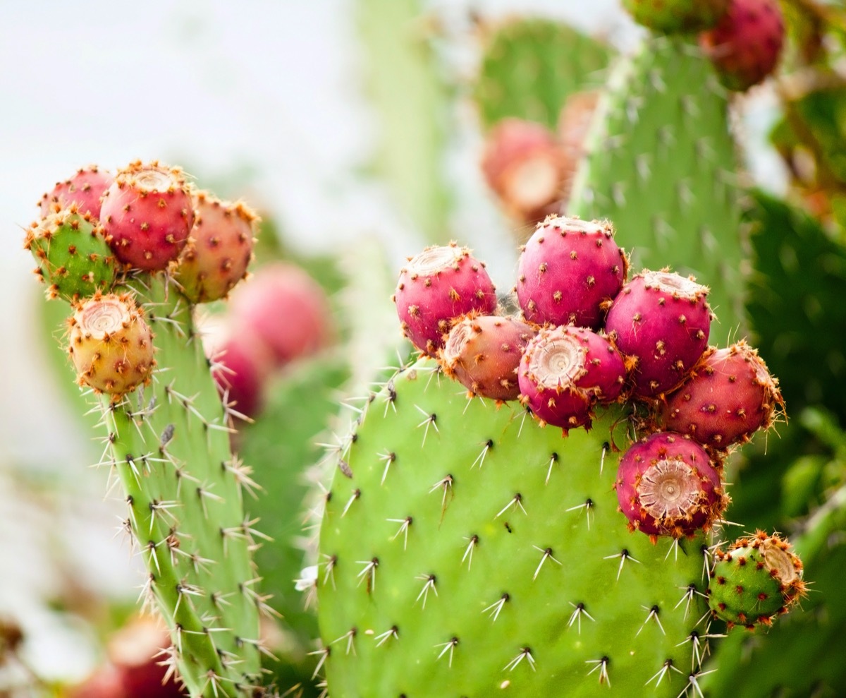 prickly pear plant