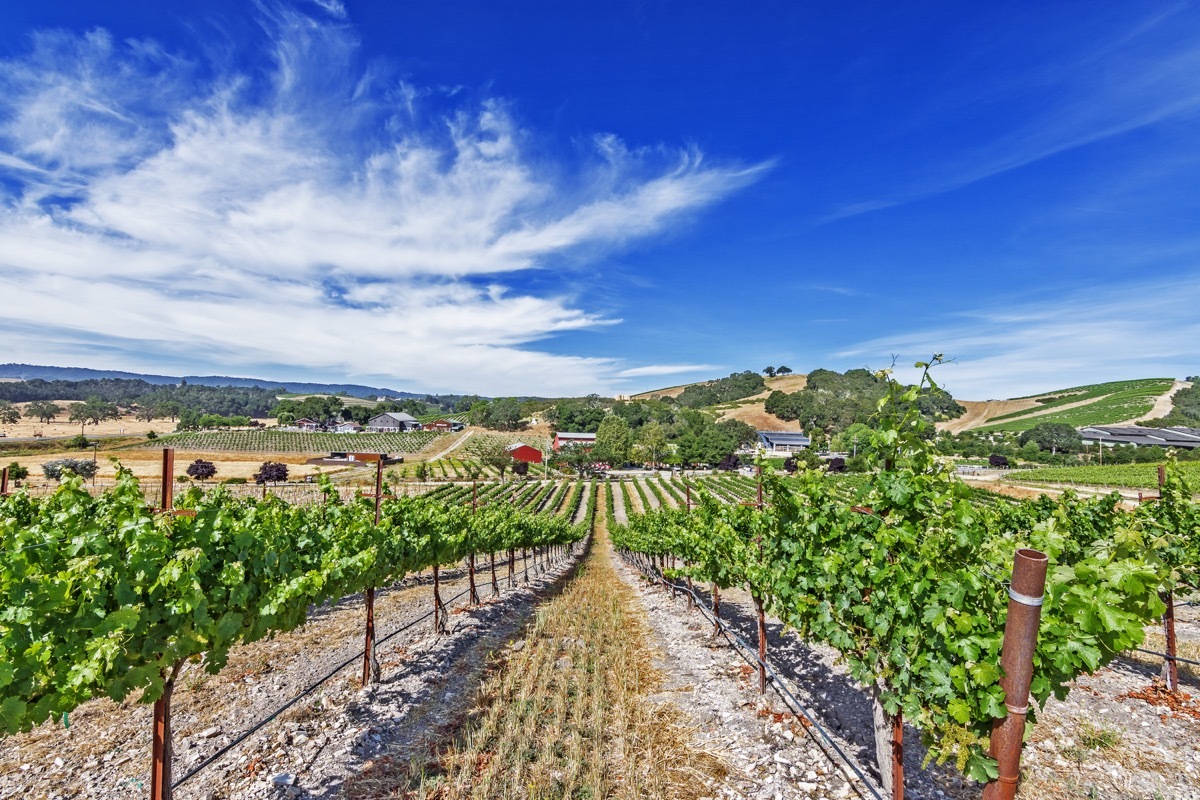 vineyard in paso robles california