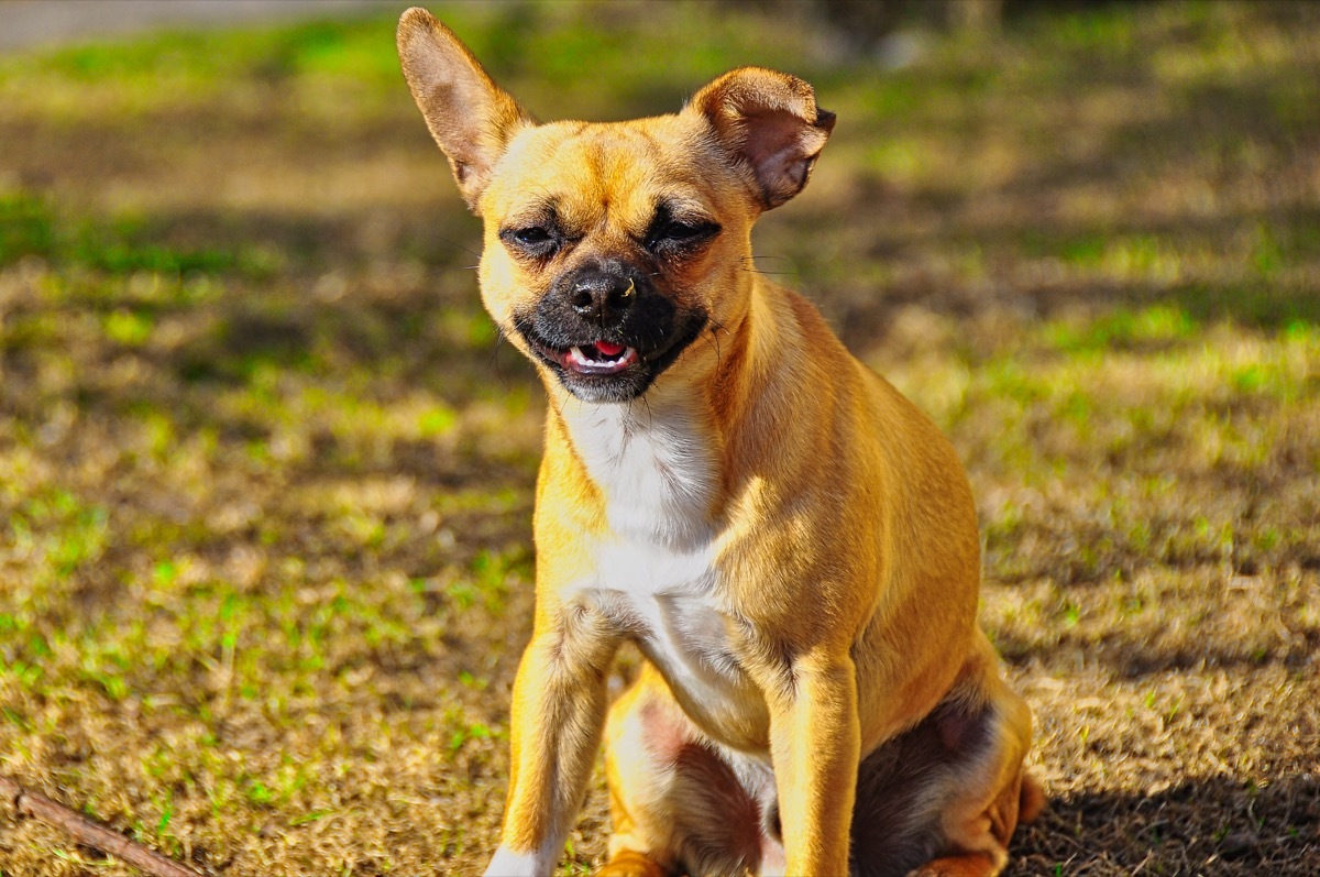 French Bulldog Pug Mix Mixed Breed Dogs