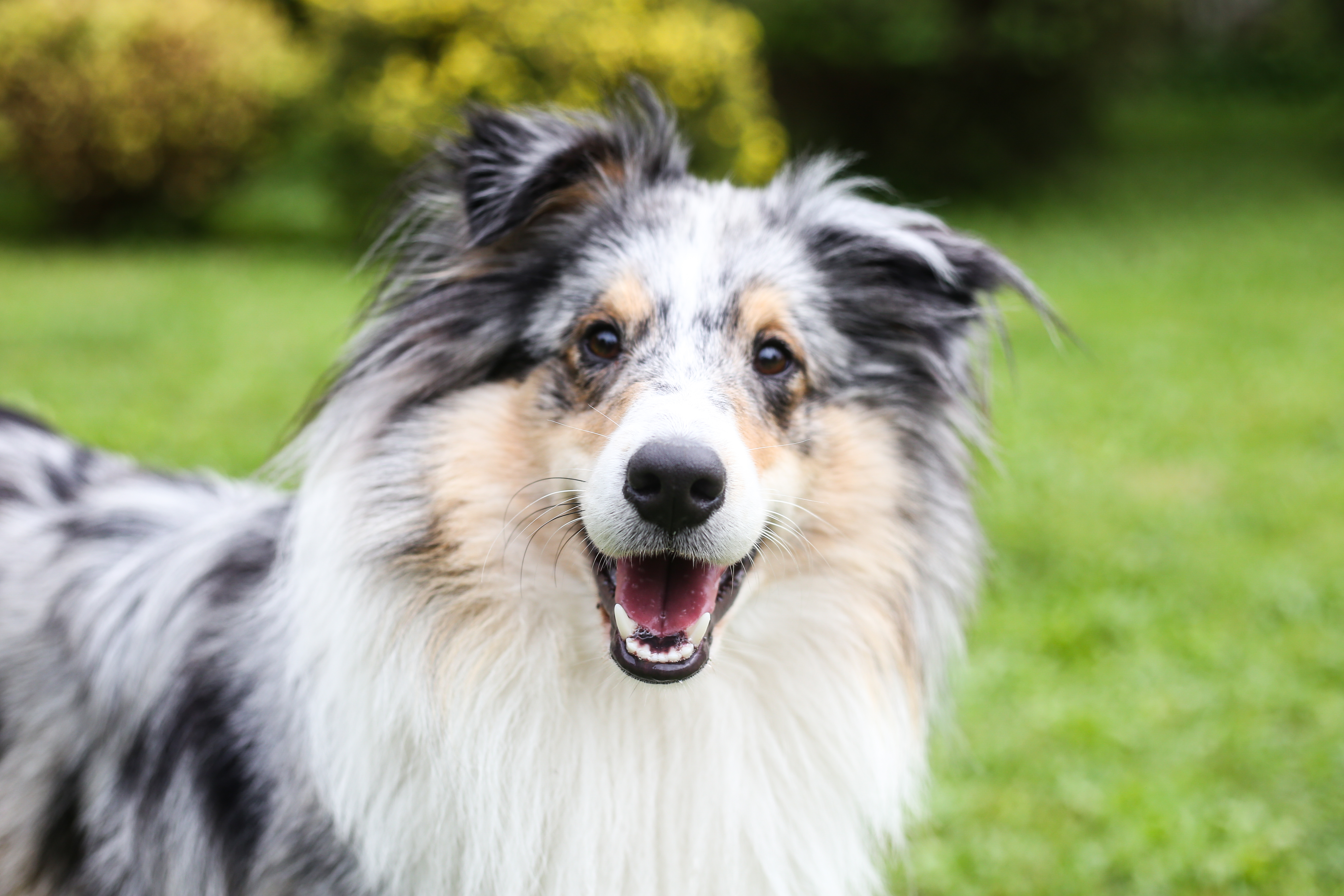 Close-up photo of smiling blue merle shetland sheepdog. Photo taken on a warm overcast summer day.