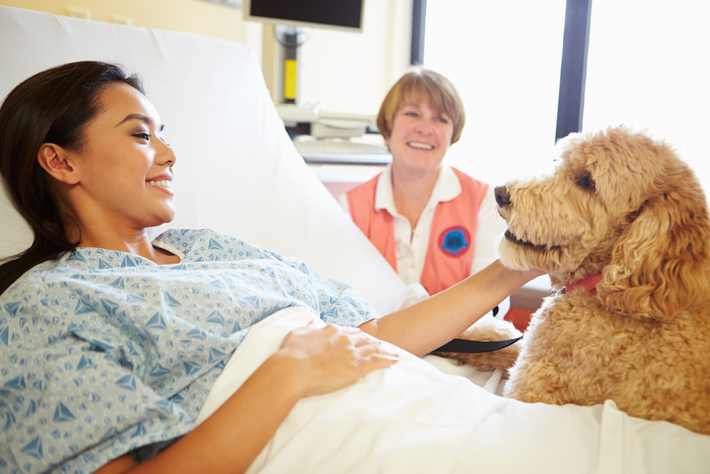 therapy dog at the hospital