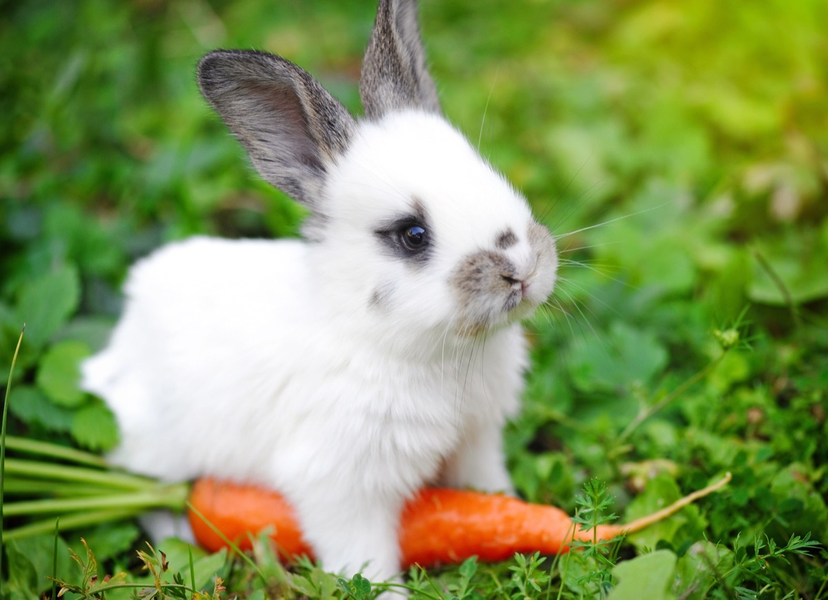 Bunny with a carrot