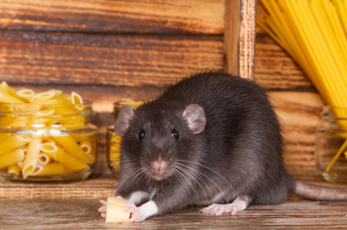 Rats Stealing Food in Pantry