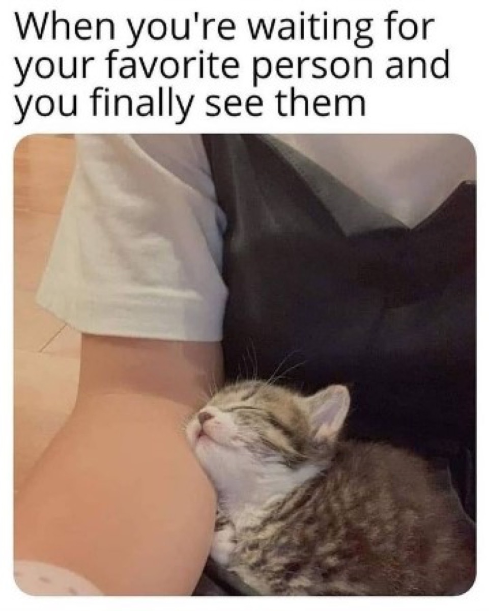 Photo of cat cuddling up to person with the caption, 