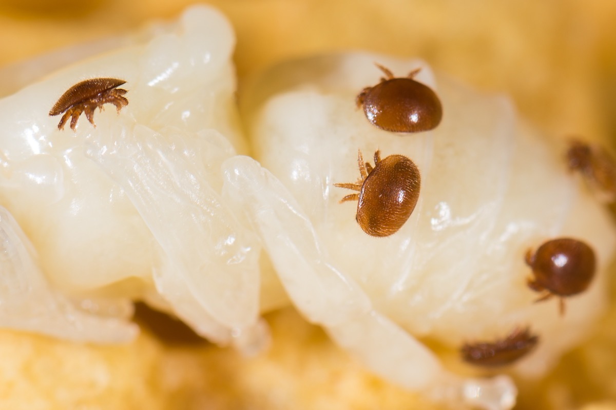 varroa mites dangerous bugs in america