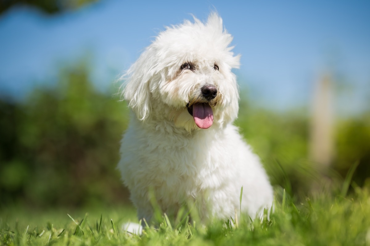 Small white long haired dog portrait - Coton de Tulear - Image