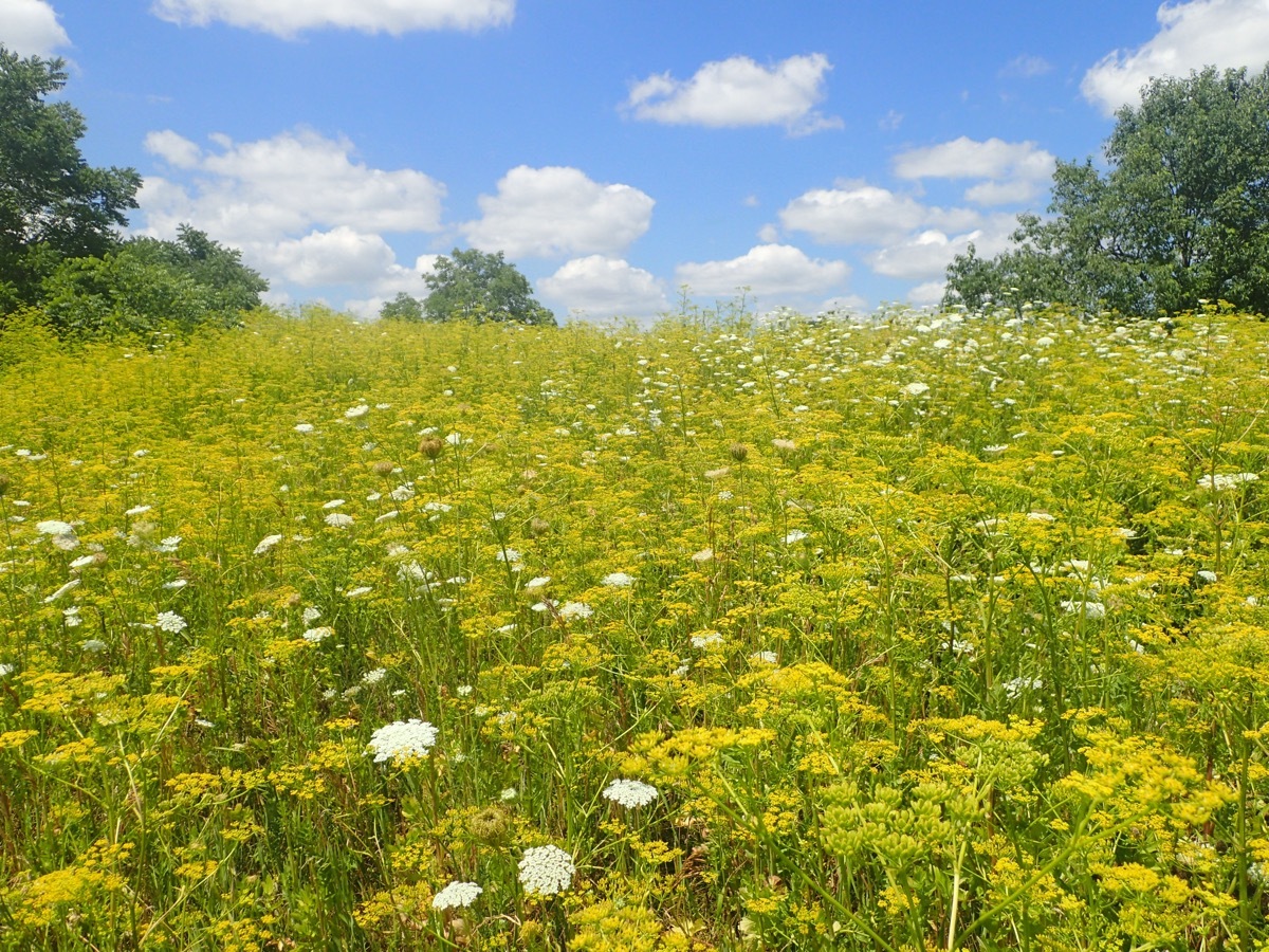 field of wild parsnip