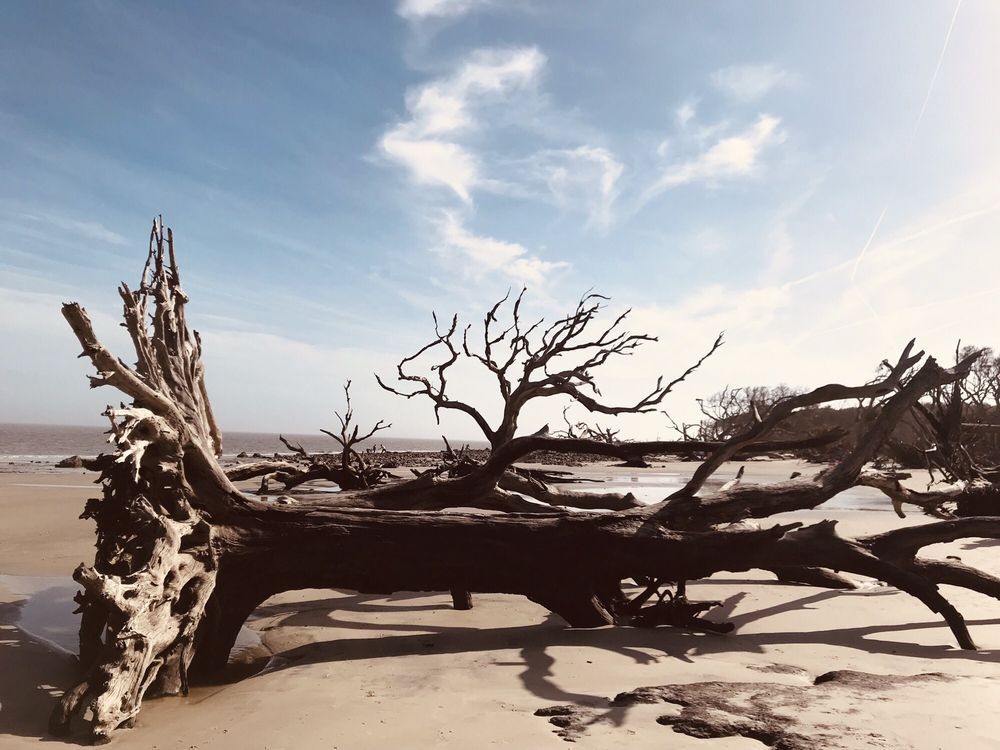 Driftwood Beach in Georgia