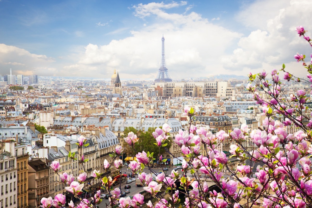 pink flowers in front of a paris skyline