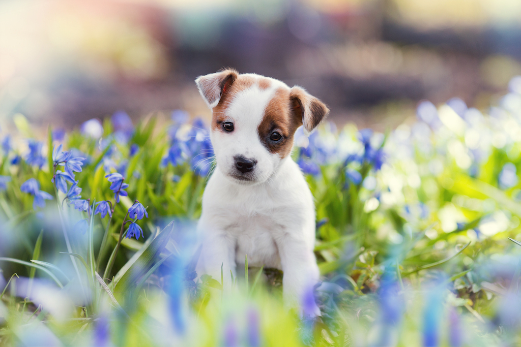 puppy-in-field