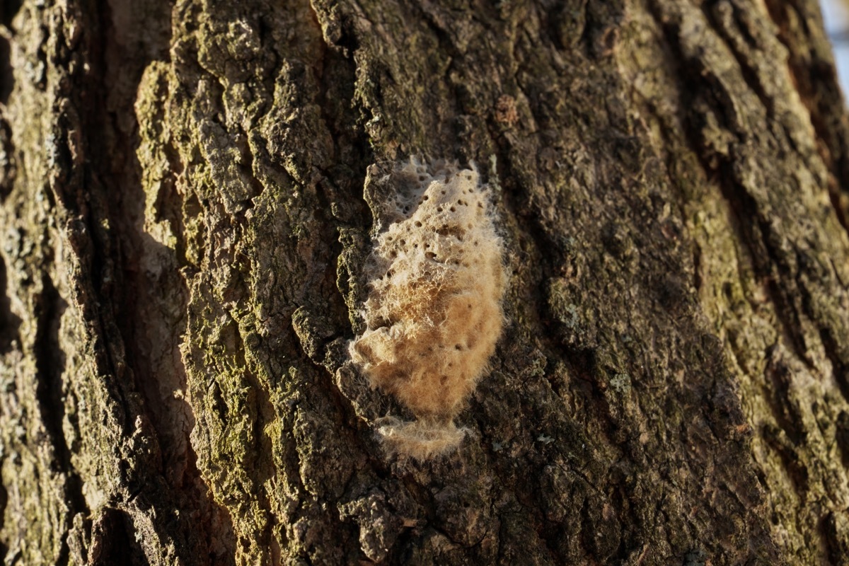 spongy moth egg mass