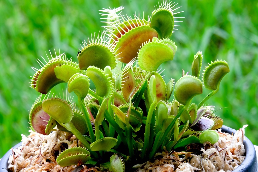 Venus Flytrap terrifying plants