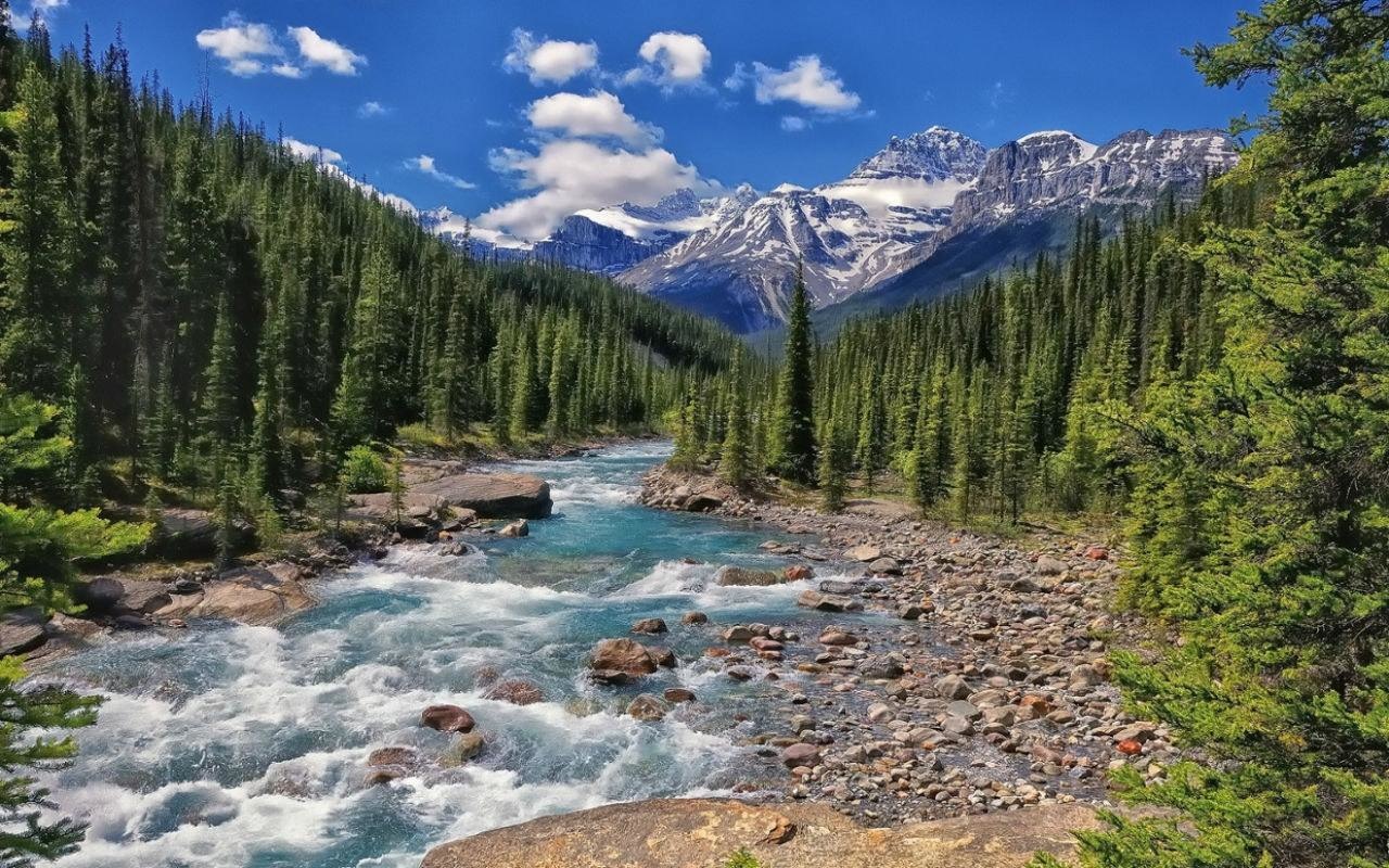 The Massive Taiga Forest