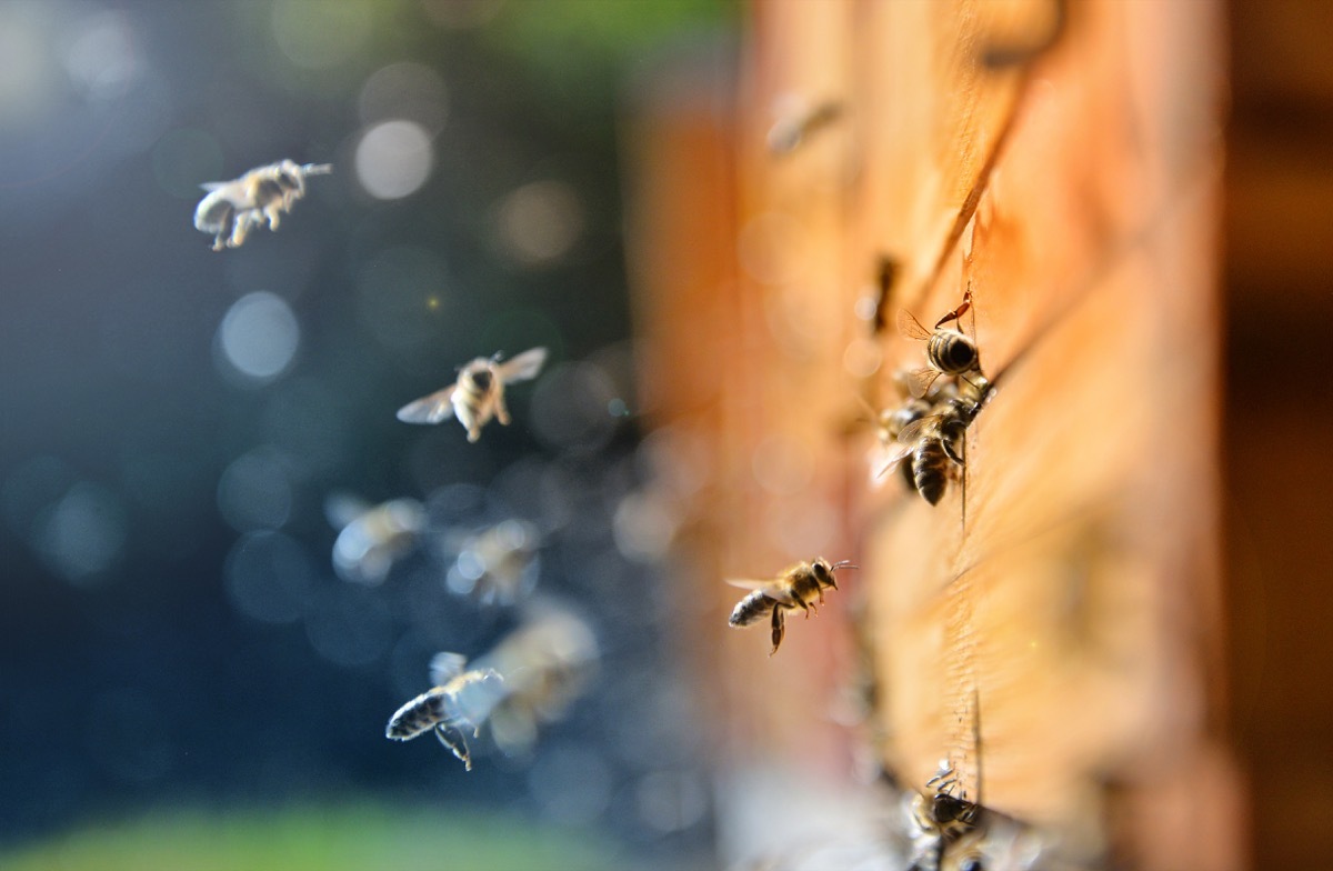 Close up of flying bees. Wooden beehive and bees, blured background. - Image