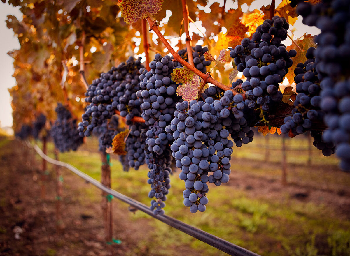 ripe grapes