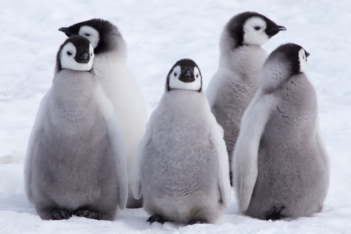 group of penguins